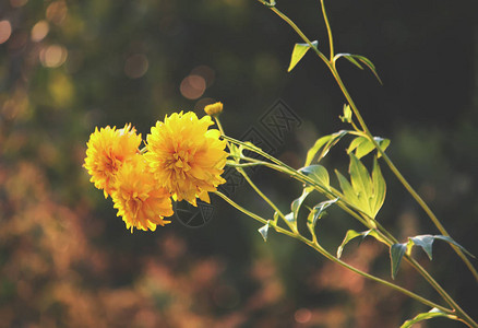 花园里的花金光菊特写图片