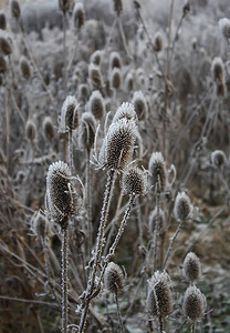 TeaselDipsacusFullonum干燥植物图片