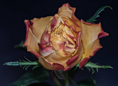一朵孤立的橙红色黄玫瑰花图片