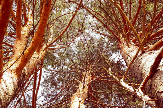 春天森林里阳光下的松树顶图片