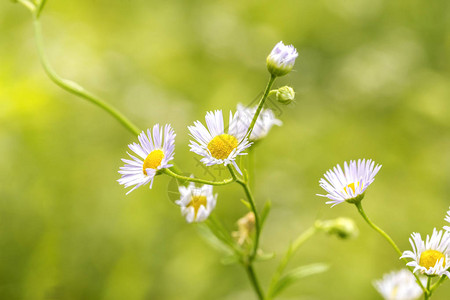 来自Erigeronannuus家族或东DaisyFleabane白色顶峰AsterAnnuu图片