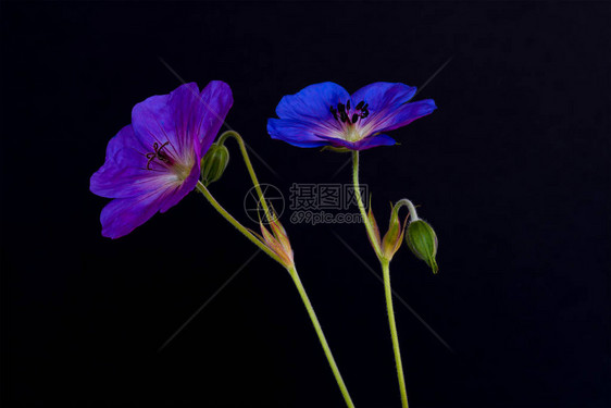 一对蓝紫分离的大开雌雄天竺葵鹤嘴兰花黑色背景复古绘画的美术静物图片