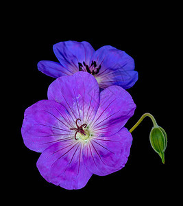美术静物彩色花卉图像一对紫蓝色孤立大开紫罗兰花雌雄天竺葵鹤嘴花和蕾图片