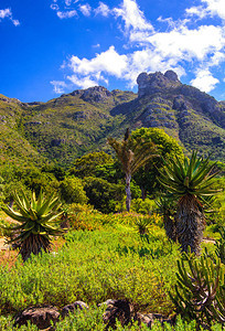 南非开普敦附近的Kirstenbosch全景风的彩色图像图片