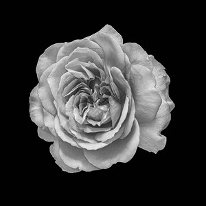 ck香水,美术静物单色黑白花宏观照片背景