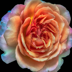 明亮的彩色美术静物花卉宏观花卉图像图片