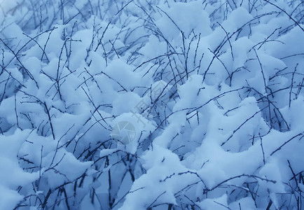 冬季公园有雪的树枝图片