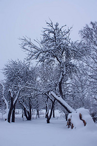 与积雪的苹果树的冬天风景图片