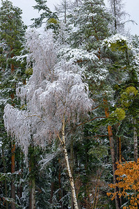 绿色森林前的白桦覆盖着雪白霜图片