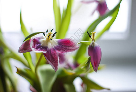 花束中美丽的褪色紫郁金香花图片