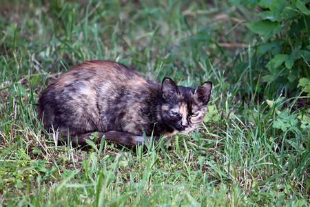 春天在农村院子里打猎的猫图片