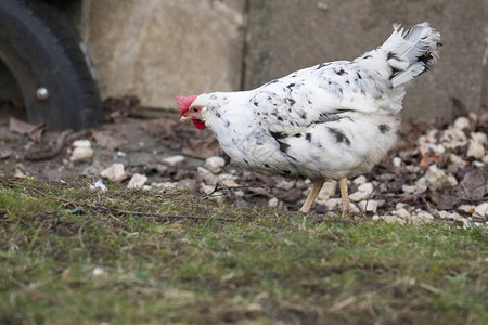 Orpington鸡在家庭花园图片