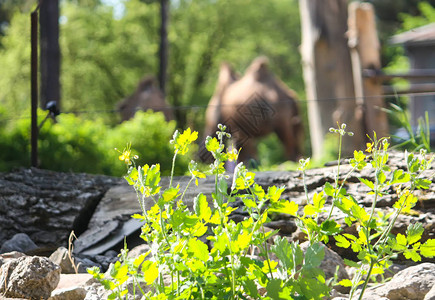 春草后动物园里的骆驼图片