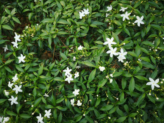 白花绿色灌木植物背景茂密的叶子图片