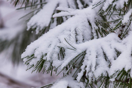 雪地里冻松的树枝雪下的树枝降雪下的雪杉树枝冬季细节图片