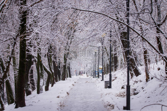 冬季风景美丽的冬季森林城市公园的极端降雪树枝和树图片