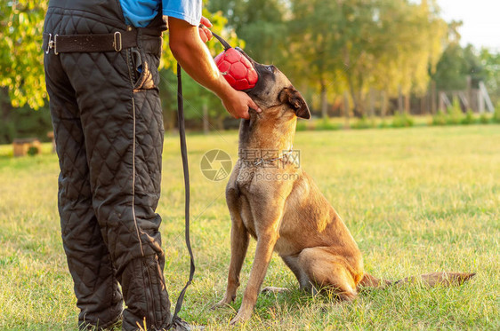 一只美丽的马里诺瓦比利时牧羊犬和他的教练训图片