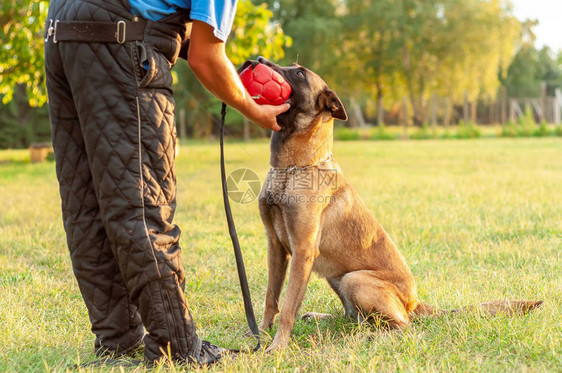 一只美丽的马里诺瓦比利时牧羊犬和他的教练训图片