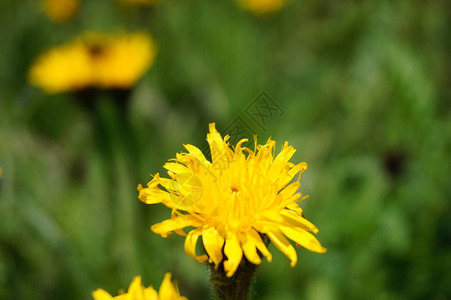 黄色的花朵散焦的背景图片