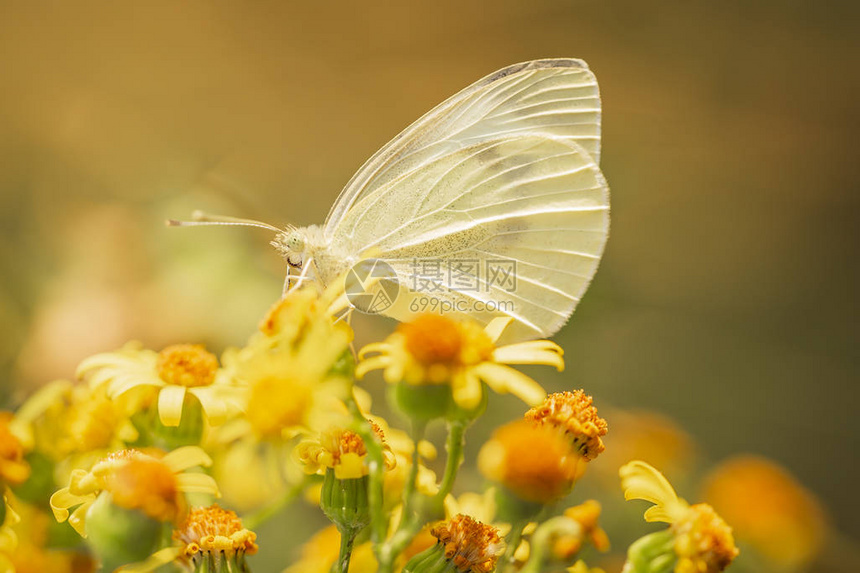 白色或卷心蝴蝶授粉于黄布草花上图片