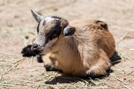 一只可爱的棕色黑色和白色小山羊躺在阳光下的泥地上图片