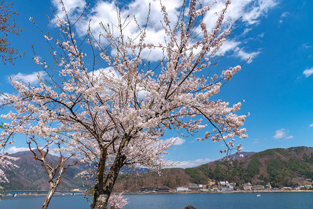 三川口樱桃花节图片