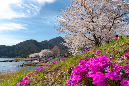 三川口樱桃花节图片