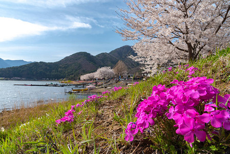 三川口樱桃花节图片