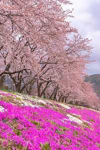 三川口樱桃花节图片