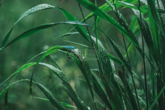 雨水在新鲜上喷洒水分清晨在上图片