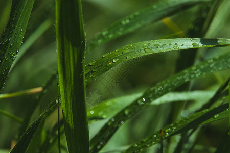 雨水在新鲜草地上喷洒水分清晨在草地上图片