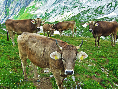 阿尔普斯坦山脉和瑟河谷山坡上的奶牛图片
