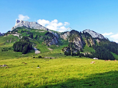 Alpstein山脉斜坡和Thur河谷的高山牧场和草地图片