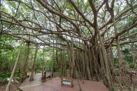 冲绳的大榕树背景图片