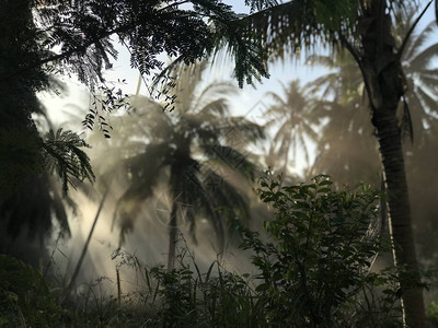 丛林中早晨日出的绝佳风景如画光线从燃烧的森林烟雾中落下的美丽画面自然热带风图片