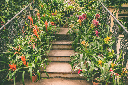 楼梯前的阶梯上布满了充满丰富多彩的热带植物和花朵的锅盆图片