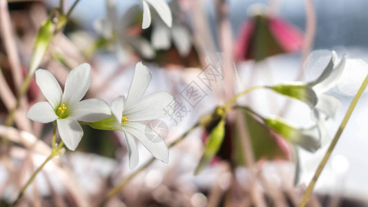 白花晴朗的花卉背景图片