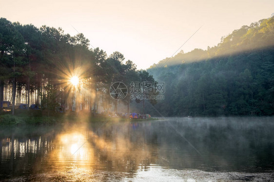 清晨在雾水库中阳光照耀松树林的景点图片