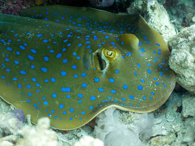 蓝色斑Stingray图片