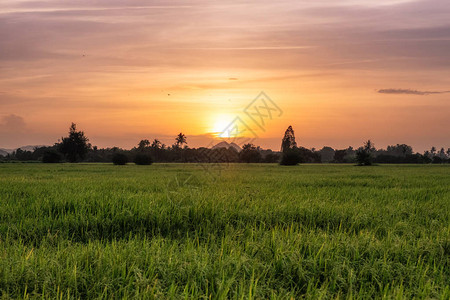 夕阳下农村的稻田图片