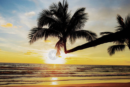 椰子树在海滩上图片
