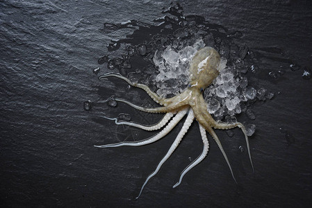 冷冰洋美食原乌贼海鲜章鱼在餐厅深图片