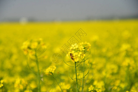 蜜蜂从一株芥菜中采集花粉图片