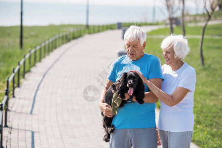 享受在公园复制空间散步的同时爱抚宠狗的老夫妻图片