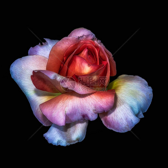 一朵孤立的红紫白玫瑰花黑色背景细节纹理复古绘画风格的彩色美术静物花卉图片