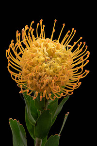 黑色背景上的黄脂质子蛋白质粒花朵的顶端视图宏超现实的植物图象图片