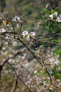 Bauhiniavariegata紫兰花树图片