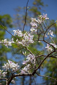 Bauhiniavariegata紫兰花树图片