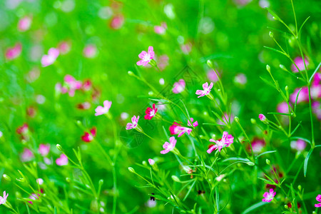 花园中鲜艳多彩的粉红图片