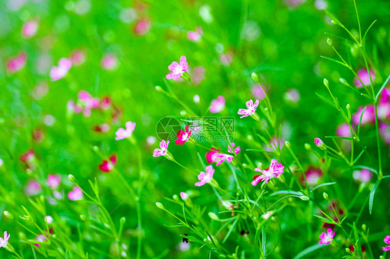 花园中鲜艳多彩的粉红图片